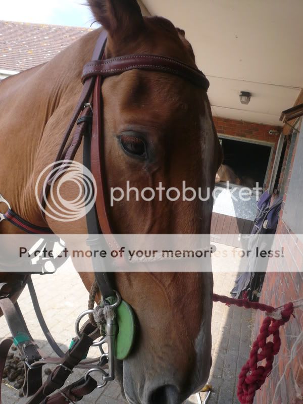 horsesearch053-1.jpg