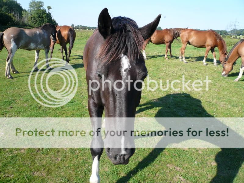 horsesearch105.jpg