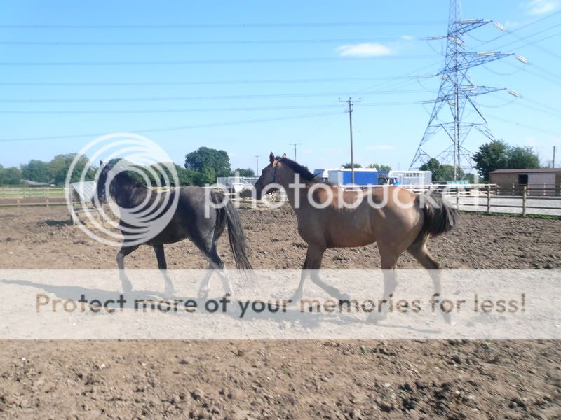 horsesearch136-1.jpg